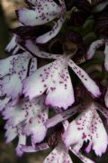 Orchis purpurea